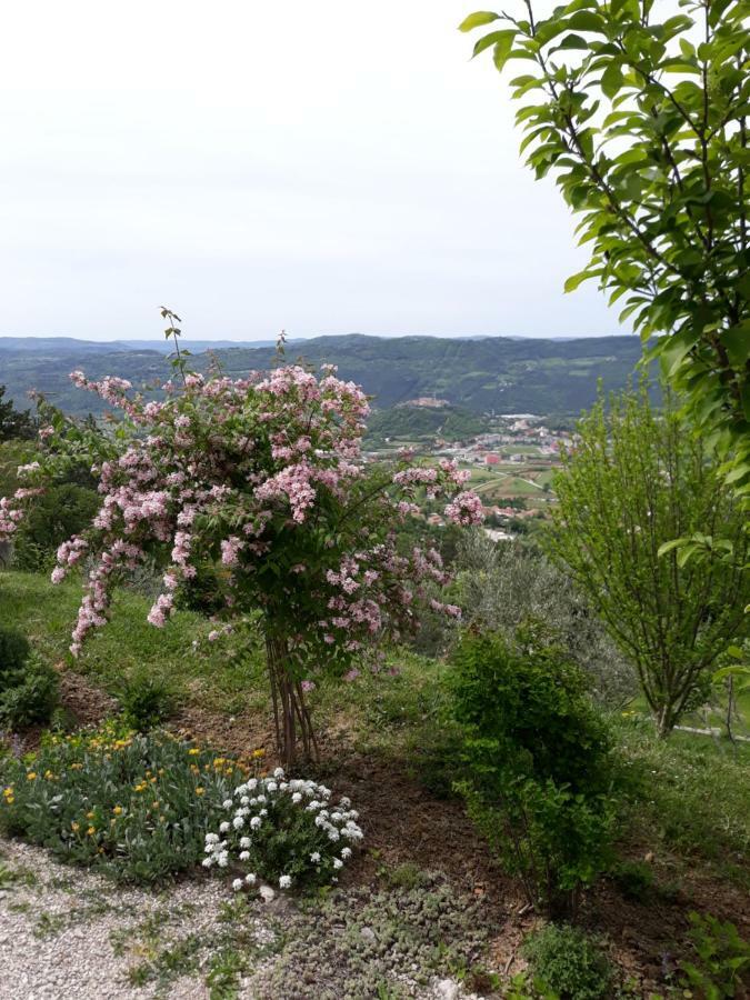 Finderli *